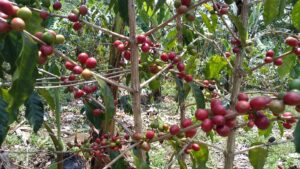 メキシコのベラクルスにあるコーヒー農園