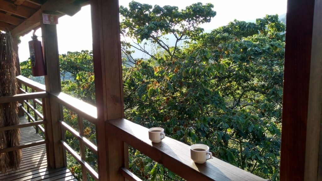 メキシココーヒー農園