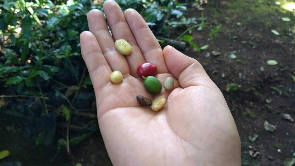 メキシコのベラクルスにあるコーヒー農園