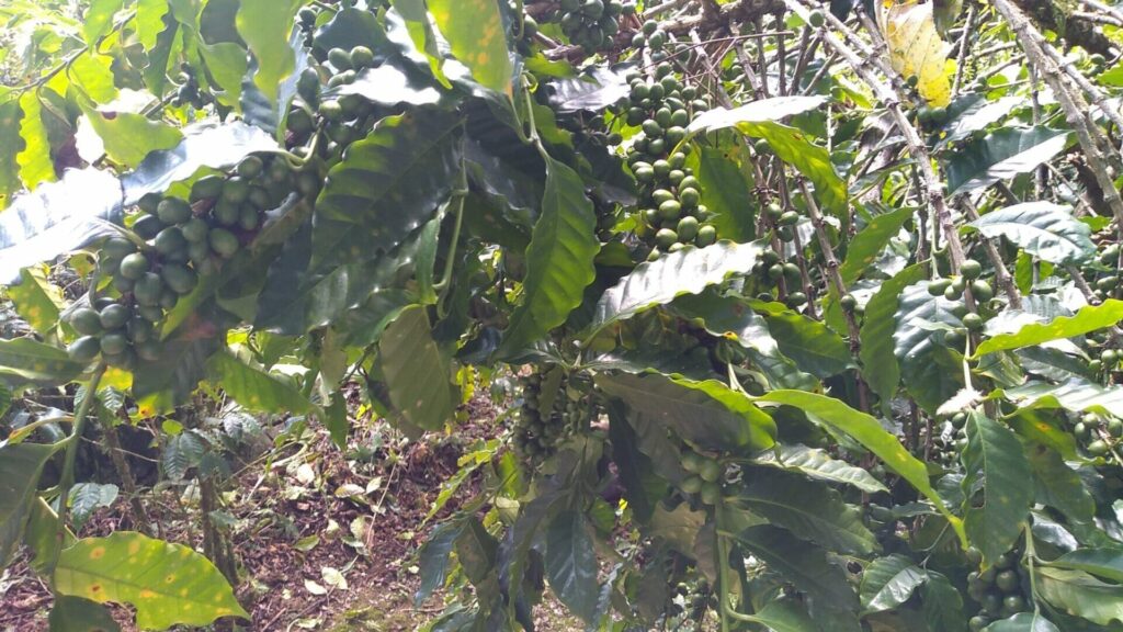 メキシココーヒー農園