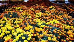 Cempasuchil 2 - メキシコのプライベートツアー | MCT 死者の日の花