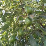 アボカドの緑の実が気になっている