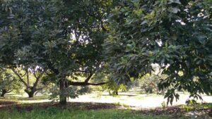 Aguacate 2 - メキシコのプライベートツアー | MCT メキシコのアボカド農園