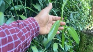 メキシコのベラクルスにあるバニラ農園