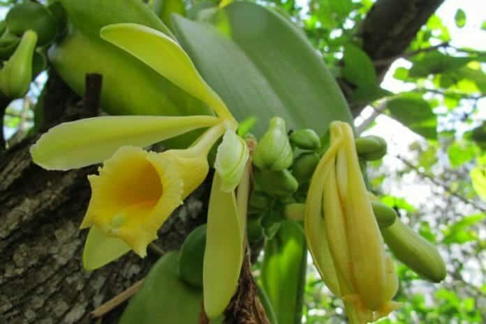 メキシコのベラクルスにあるバニラ農園