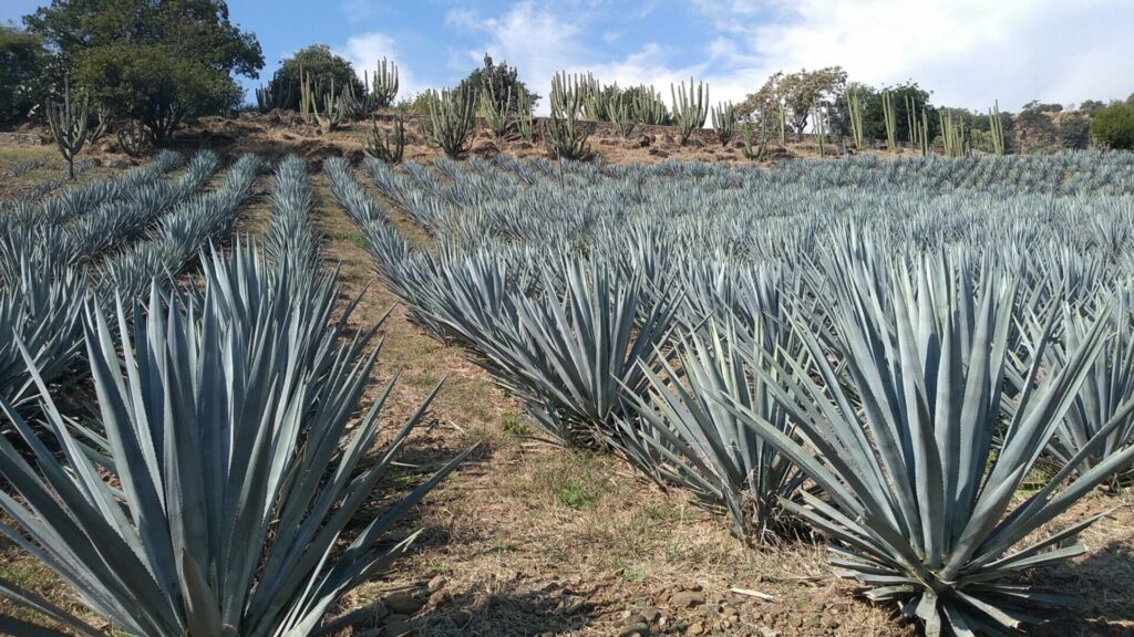 テキーラの原料アガベの畑