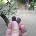 煎った黒いカカオ