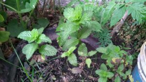 IMG_20200617_194801970 - メキシコのプライベートツアー | MCT