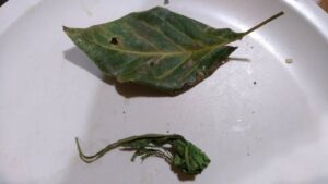 IMG_20200617_195207207 - メキシコのプライベートツアー | MCT