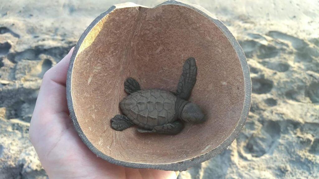 Tortuga6 - メキシコのプライベートツアー | MCT