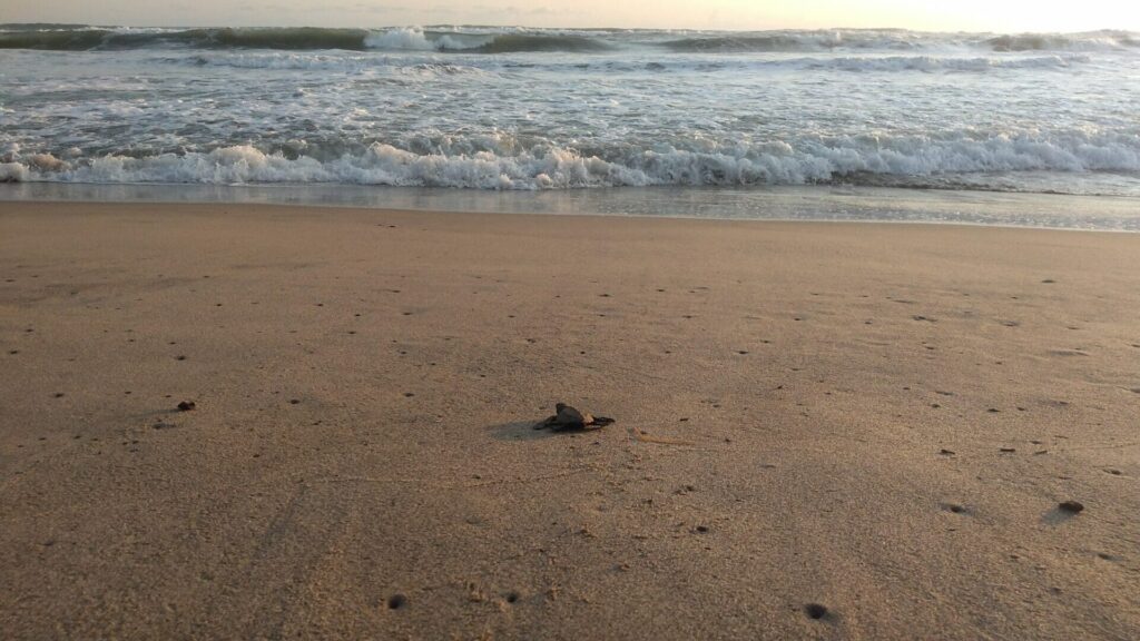 Tortuga5 - メキシコのプライベートツアー | MCT