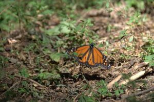 Monarca3 - メキシコのプライベートツアー | MCT メキシコのモナルカ蝶