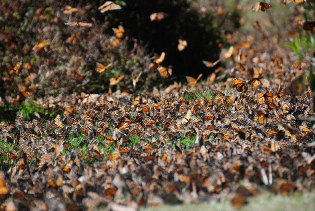 モナルカ蝶で知られるオオカバマダラ