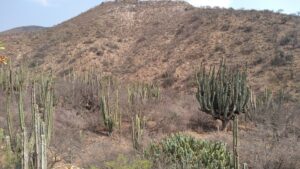 cactus sierra madre - メキシコのプライベートツアー | MCT ケレタロ州のサボテン地帯