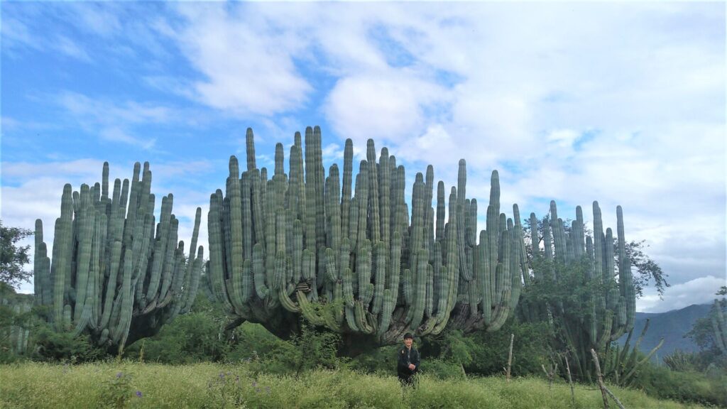 メキシコのサボテン