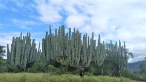 Santuario Guacamaya cactus - メキシコのプライベートツアー | MCT