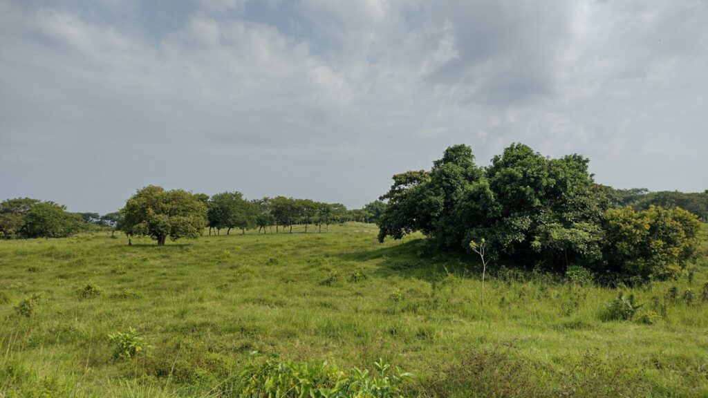 San Lorenzo1 - メキシコのプライベートツアー | MCT メキシコ,観光,ツアー,ガイド,遺跡,ベラクルス,オルメカ