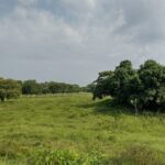 メキシコ,観光,ツアー,ガイド,遺跡,ベラクルス,オルメカ