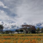 メキシコ,観光,ツアー,ガイド,死者の日,マリーゴールド