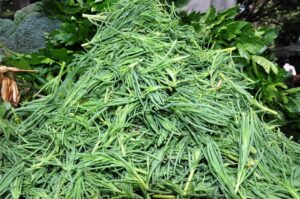 romeritos - メキシコのプライベートツアー | MCT