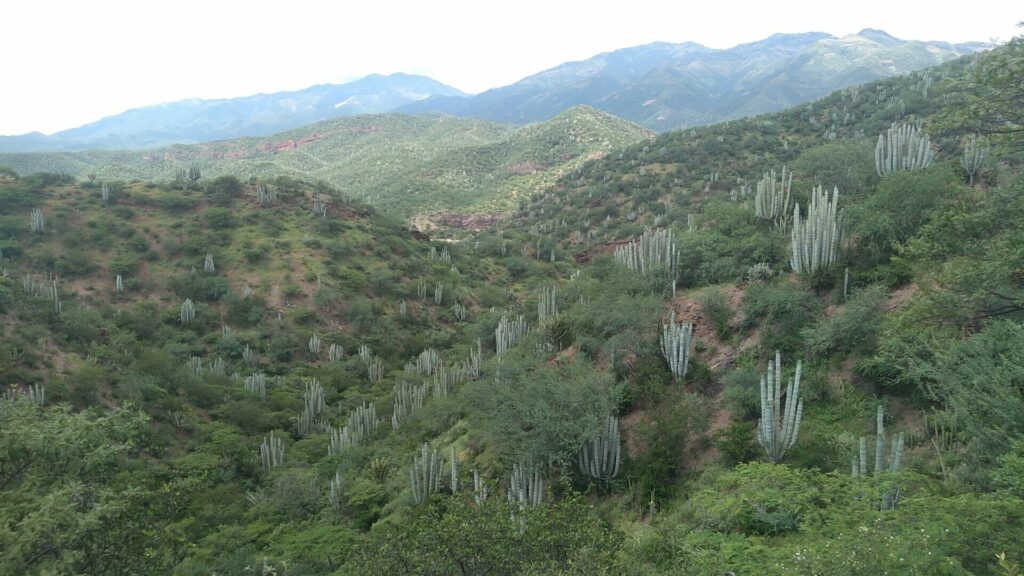 Quiotepec paisaje - メキシコのプライベートツアー | MCT メキシコのオアハカの大自然が広がる