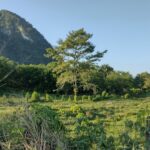 メキシコ,観光,旅行,遺跡