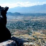 黒い犬がオアハカバレーを眺めている