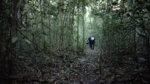 Calakmul jungle - メキシコのプライベートツアー | MCT メキシコの観光ガイド岩﨑功がカラクムルのジャングルでガイドをしている