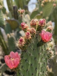 Flor de nopal Eri san - メキシコのプライベートツアー | MCT メキシコのサボテン