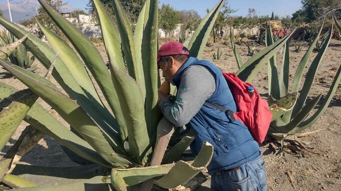 Tlachiquero pulque - メキシコのプライベートツアー | MCT