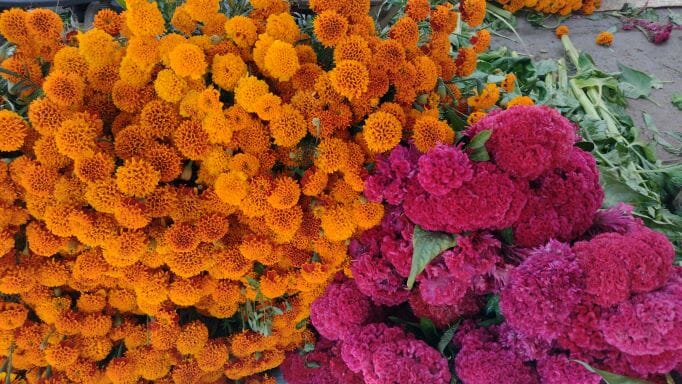 Flores dia de muerto - メキシコのプライベートツアー | MCT