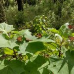 葉に止まる蝶々