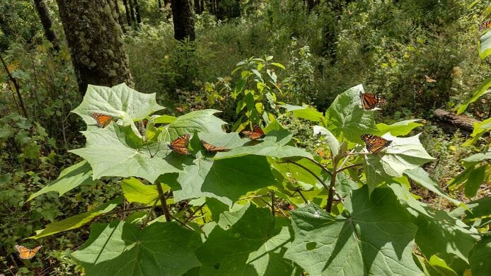 モナルカ蝶で知られるオオカバマダラ