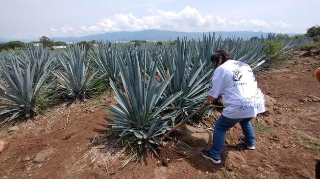 Tsama tequila - メキシコのプライベートツアー | MCT
