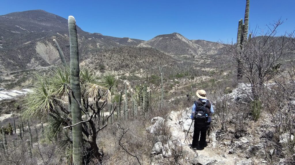 Msama 6 - メキシコのプライベートツアー | MCT メキシコのサボテン渓谷でハイキング