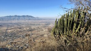 Msama 4 - メキシコのプライベートツアー | MCT 大きなサボテンとオアハカバレーの景色