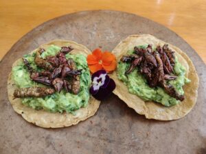Tostada de Chapulin gusano Tehuacan - メキシコのプライベートツアー | MCT メキシコ料理のイナゴのトスタダス