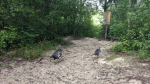 Guajolote Calakmul - メキシコのプライベートツアー | MCT カラクムルの七面鳥