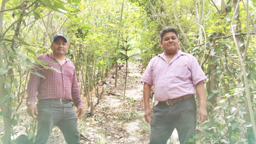 Vainilla Veracruz - メキシコのプライベートツアー | MCT メキシコのベラクルスにあるバニラ農園