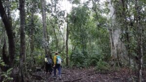 Caminata Calakmul - メキシコのプライベートツアー | MCT カラクムルのジャングルでハイキング