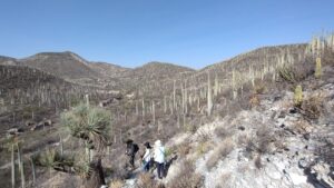 Tehuacan Cuicatlan cactus - メキシコのプライベートツアー | MCT メキシコの世界遺産のサボテン渓谷、テワカンークィカトゥラン渓谷
