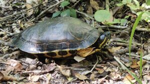 Tortuga Calakmul - メキシコのプライベートツアー | MCT カラクムルのカメ