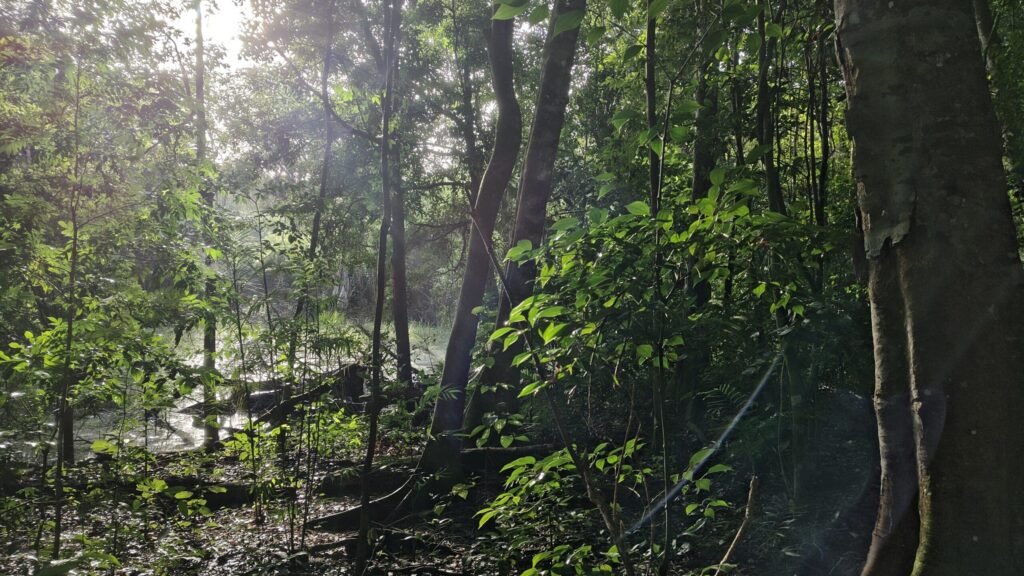 メキシコのカラクムルの森