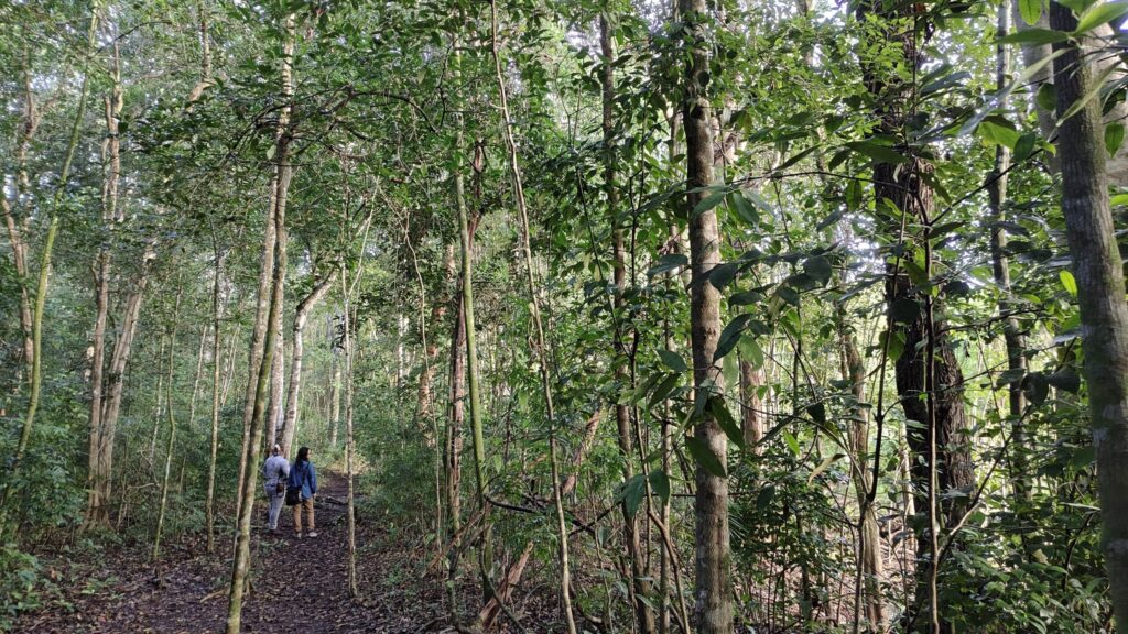 メキシコのカラクムルの森