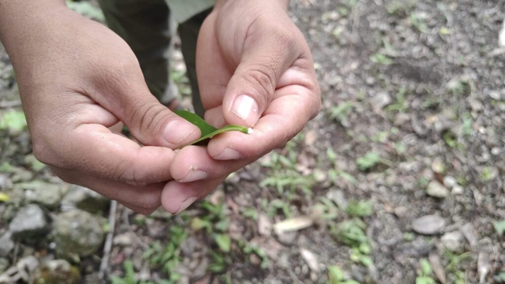 IMG_20250128_112220916 - メキシコのプライベートツアー | MCT マヤの薬草