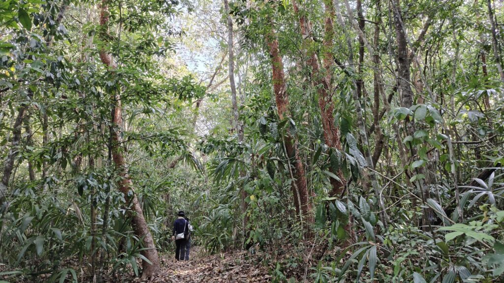 マヤのジャングルを歩き遺跡へ向かう