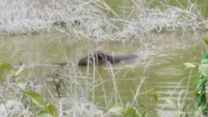 Tapir Calakmul - メキシコのプライベートツアー | MCT メキシコのバク