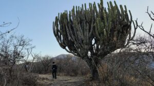 Oaxaca cactus caminata - メキシコのプライベートツアー | MCT サボテンの近くをハイキング